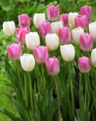 Tulipa Clearwater, Pink Clearwater