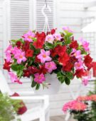 Mandevilla Bloom Bells® Pink and Red Mandevilla Bloom Bells® Pink and Red