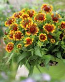 Gaillardia aristata Lucky Wheeler