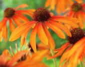 Echinacea Garden Emotion Orange