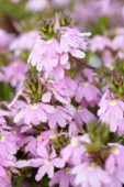 Scaevola aemula Topaz Pink