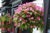 Impatiens SunPatiens® Vigorous Pink Impatiens SunPatiens® Vigorous Pink