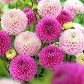 Dahlia Happy Hour ®, Wizard of Oz Dahlia Happy Hour ®, Wizard of Oz