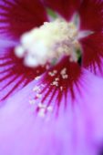 Hibiscus syriacus Rubis