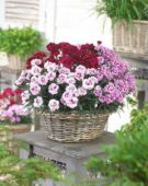Dianthus Odessa gemengd