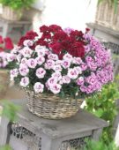 Dianthus Odessa gemengd