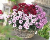 Dianthus Odessa gemengd