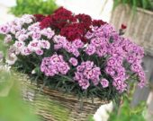 Dianthus Odessa gemengd