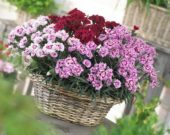 Dianthus Odessa gemengd