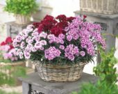 Dianthus Odessa gemengd