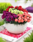 Dianthus Adorables gemengd