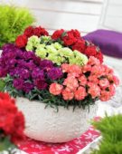 Dianthus Adorables gemengd