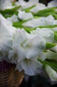 Gladiolus white