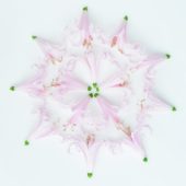 Nerine flowers