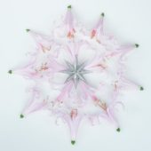 Nerine flowers