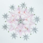 Nerine flowers