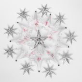 Nerine flowers