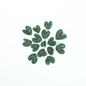 Cyclamen leaves