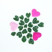Cyclamen leaves