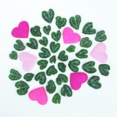 Cyclamen leaves