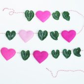 Cyclamen leaves