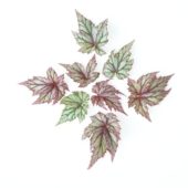 Begonia leaves