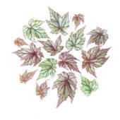 Begonia leaves