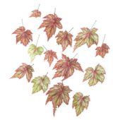 Begonia leaves