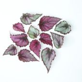 Begonia leaves