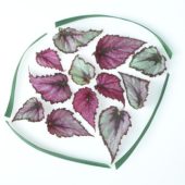 Begonia leaves