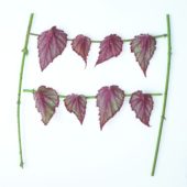 Begonia leaves