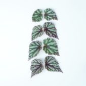 Begonia leaves