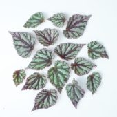 Begonia leaves