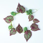 Begonia leaves