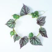 Begonia leaves