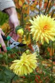 Gardener cutting dahlias