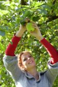 Vrouw plukt appels van boom