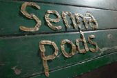 Senna seed pods