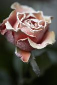Bevroren roos