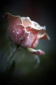 Bevroren roos