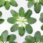 Violet leaves