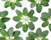 Violet leaves