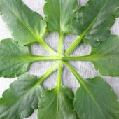 Violet leaves