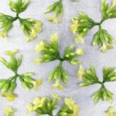 Kalanchoe flowers