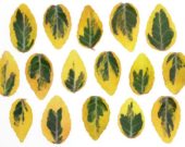 Euonymus leaves
