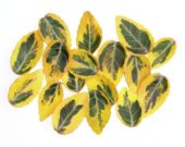 Euonymus leaves