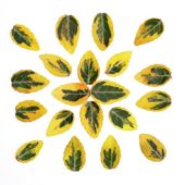 Euonymus leaves
