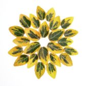 Euonymus leaves