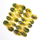 Euonymus leaves