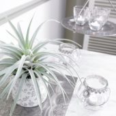 Tillandsia